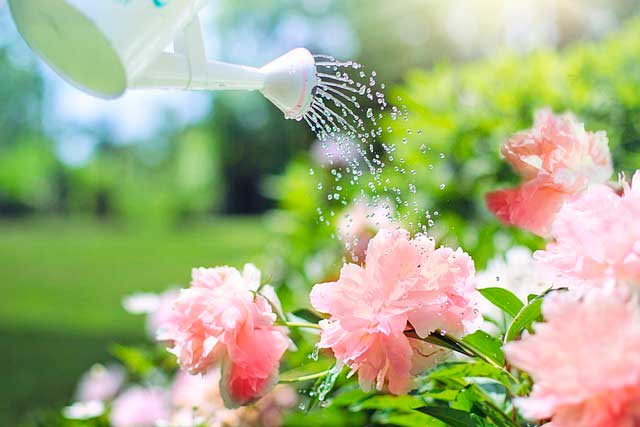 Beneficios de cuidar plantas